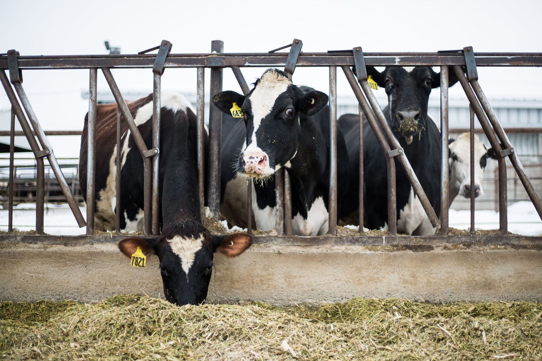 Winter storm, dead cows
